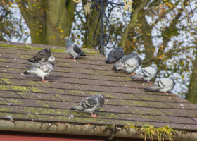 A small flock of wild pigeons on a rooftop in late autumn